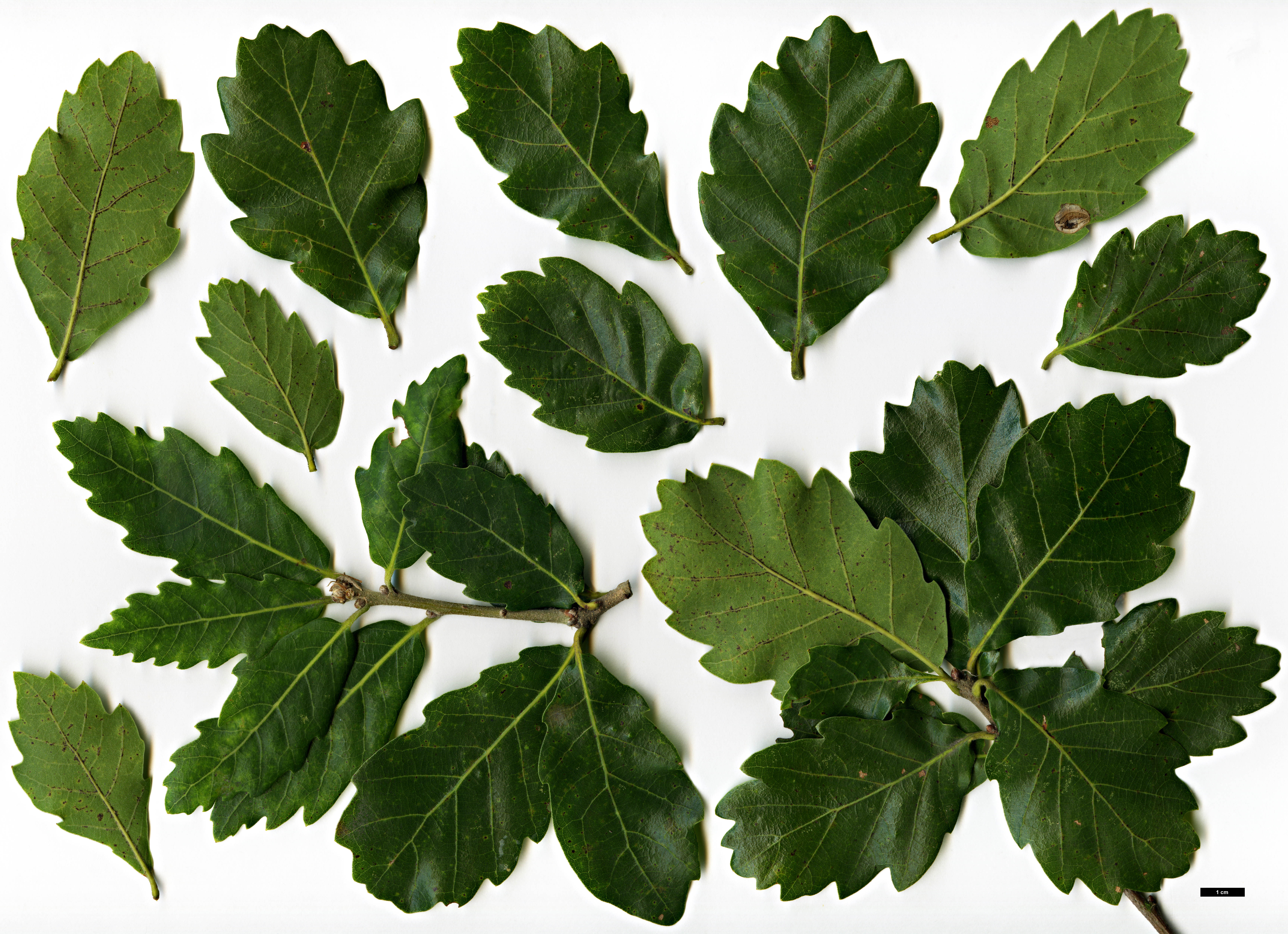 High resolution image: Family: Fagaceae - Genus: Quercus - Taxon: ×turneri - SpeciesSub: 'Spencer Turner' (Q.ilex × Q.robur)